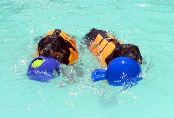 Jolly žoga Tug-n-Toss 20cm modra – slika 2