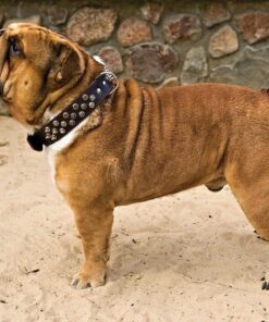 Usnjena ovratnica BULDOG - slika 4